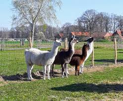 The two animals are closely related and can successfully crossbreed. Alpacas And Antibodies How Scientists Hope To Stop Coronavirus In Its Tracks Research And Innovation