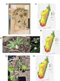 Image result for Peponium sp. A
