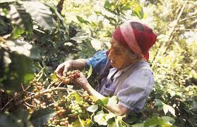Guatemalan coffee plantation information, flavor profiles, anacafe, and details about guatemala coffee. A Coffee Plantation Of Finca Near The City Of Antigua In Guatemala In Central America By Urs Flueeler Photo Stock Snapwire