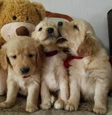 Adopt 47835804 a tan/yellow/fawn golden retriever / mixed dog in el paso. Golden Retriever Puppies El Paso El Paso Tx El Paso Tx Animal Pet