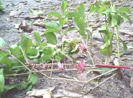 Image result for Phragmanthera capitata