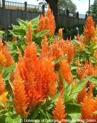Image result for Celosia argentea