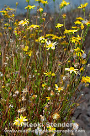 Image result for Senecio madagascariensis