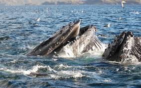 Find photos of humpback whale. Humpback Whales May Risk Collision With Vessels In The Magellan Strait Eurekalert Science News