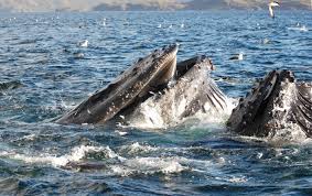 Humpbacks are probably the most popular whales among whale watchers. Humpback Whales May Risk Collision With Vessels In The Magellan Strait Eurekalert Science News