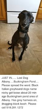No jokes, puns, wordplay, or submissions which are dependent on definitions, mechanisms, or oddities in language. Just In Lost Dog Albanybuckingham Pond Please Spread The Word Black Italian Greyhound Dogs Name Rocky Got Loose About 20 Min Ago Buckingham Pond Area Of Albany Has Grey Harness On Dragging