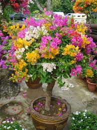 Pin On Flowers U Like