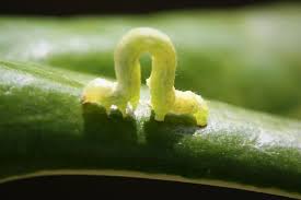 Inch Worm Macrophotography Macro Photography Worms Aesthetic