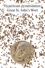 Image result for Humularia meyeri-johannis