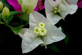 Image result for Nyctaginaceae