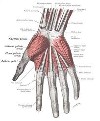 Flat bones are somewhat flattened, and can provide protection, like a shield; Pin On Anatomy