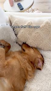 Nap queen getting her beauty sleep 👸🏼 💤 , #dogsnapping #goldenretrievers 