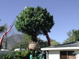 Image result for Podocarpus latifolius