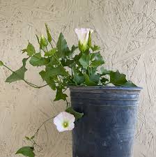 Image result for Rothmannia macrosiphon