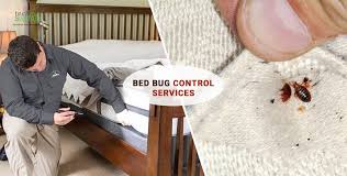 How to prevent bed bugs from coming to my home? How Does Bed Bugs Get Introduced Into Your Home