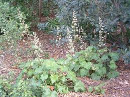 The coolest and most comfortable part of the garden during the heat of the day is under the trees. Full Shade Plants