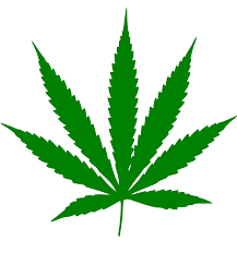 Cannabis Cultivation Wikipedia