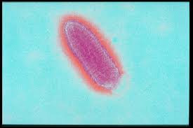 Pin On Tem And Sem Microscope Photos