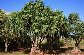 Image result for Pandanaceae