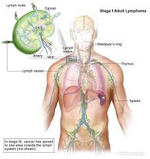 Swollen lymph nodes under the jaw or on either side of the neck may hurt when you turn your head in a certain way or when you're chewing food. Hodgkin Lymphoma Vanderbilt Ingram Cancer Center