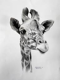 Blue drawings pencil art drawings drawing sketches pencil sketch images cute giraffe drawing giraffe art animal sketches easy easy drawings of animals art folder. Giraffe Drawing Pencil Drawings Of Animals Animal Drawings Sketches Giraffe Art