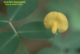 Image result for Arachis hypogaea