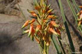 Image result for Aloe cooperi