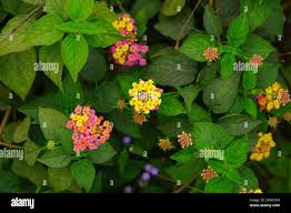 Image result for Droguetia iners