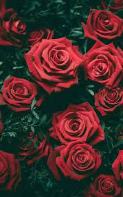 Rose Are Red Violets Are Blue I Want To Say This That This Rose Is For U Flower Iphone Wallpaper Rose Wallpaper Red Roses Wallpaper