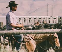 Cowboy wisdom reminds us, “A well-worn hat is a badge of honor.” Honor your  journey with a hat that's built for life. #CowboyWisdom #GoneCountryHats  #Tradition #WesternHeritage #BadgeOfHonor