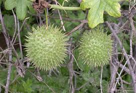 Image result for Oldfieldia macrocarpa