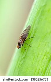 Image result for phytomyza gymnostoma