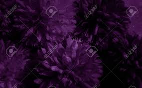 Well you're in luck, because here they come. Beautiful Abstract Color Blue Pink And Purple Flowers On Black Stock Photo Picture And Royalty Free Image Image 145093777
