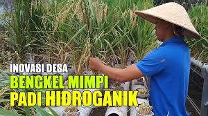 Inovasi Desa Bengkel Mimpi Padi Hidroganik Desa Kanigoro Youtube Di 2020 Hidroponik Ide Berkebun Pedesaan