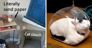 The more photos you add, the better! 50 Funny Examples Of Cat Beds And Cat Logic Bored Panda
