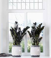 Schwarze Zamioculcas Raven 1a Zimmerpflanzen Kaufen Baldur Garten Pflanzen Zimmerpflanzen Grunpflanzen