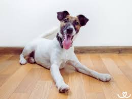 Image result for foxteriér hladkosrstý