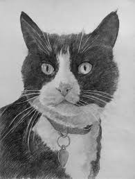 Black And White Cat Drawing Black Pencil Drawing From Photo Picture To Black Pencil Sketch Black Cat Drawing Cat Painting Pencil Portrait