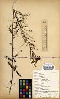 Image result for Phyllanthus nummulariifolius