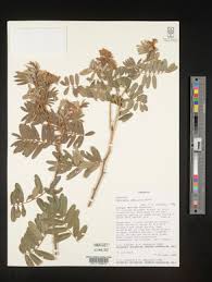 Image result for Tephrosia aequilata