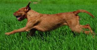 The coat is an attractive russet to golden sand in color. Hungarian Wirehaired Vizsla A Good Working Dog And Family Pet