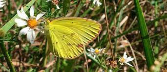 Significado Del Color De Las Mariposas Mariposas De Colores