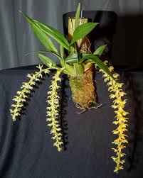 Image result for Ozoroa gomesiana