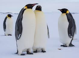 Image result for penguin