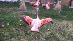 Live beach cam brings you webcams from around the world. Animal Adventure Park Youtube