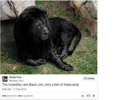 Check spelling or type a new query. Fact Or Fake 95 Is This Rare Photo Of An All Black Lion Real