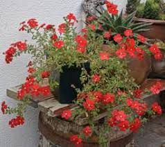 Image result for Jamesbrittenia huillana