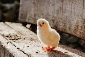 The Care And Handling Of Baby Chicks Pioneer Thinking