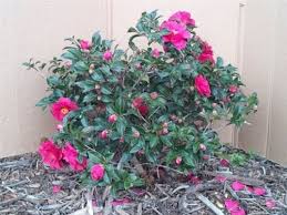 Dwarf Sasanqua Camellia Landscaping Plants Front Landscaping