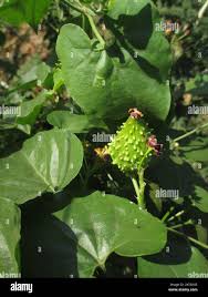 Image result for Pentarrhinum insipidum